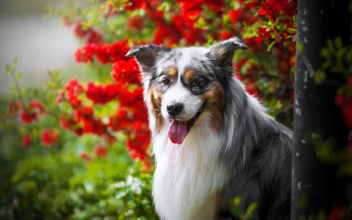 4k, 豪州羊飼い犬, 赤い花, オーストラリア, 夏, ペット, 犬, オーストラリア犬