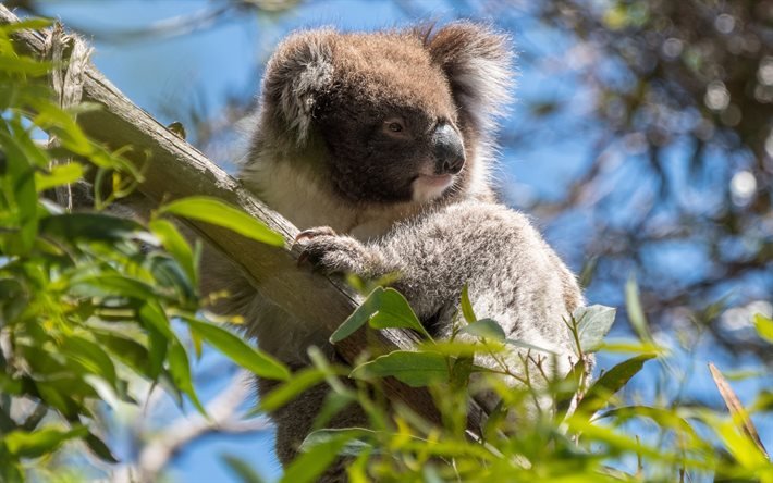 Koala, un &#225;rbol de eucalipto, marsupiales, Australia, la vida silvestre