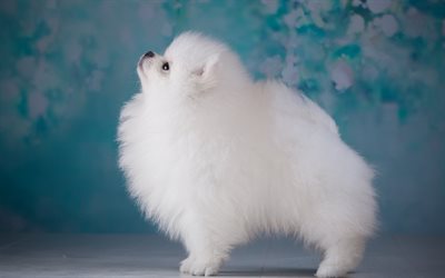 white Pomeranian dog, little fluffy dog, white puppy, decorative dog breeds, small cute dogs
