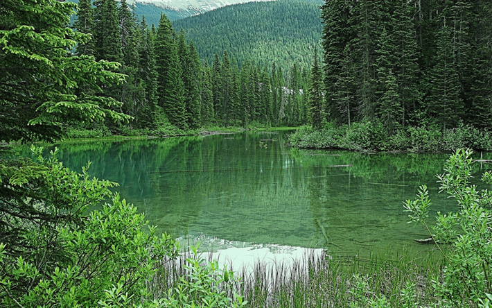 Emerald Lake, floresta, &#225;rvores verdes, natureza verde, paisagem de montanha, pulm&#245;es da Terra, meio ambiente, Canada