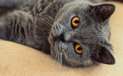 イギリスshorthair灰色猫, 茶色の目, ペット, 大きな灰色猫