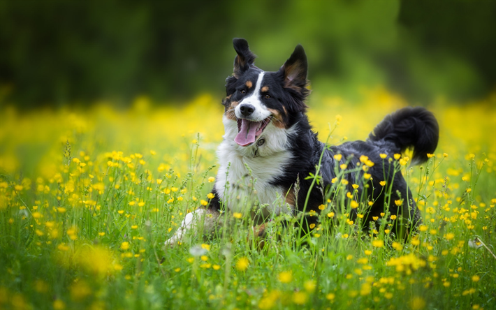 Mountain dog, c&#227;o de corrida, gramado, Bernese Mountain Dog, animais de estima&#231;&#227;o, flores, mountain dog, cachorros, animais fofos, Bernese Mountain Dog C&#227;o