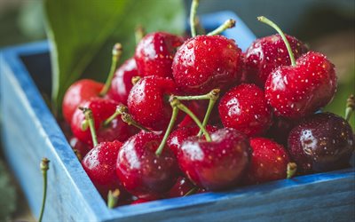 cherries, close-up, fresh fruit, berries, dew, fruits