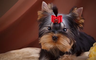 yorkshire terrier, puppy, small gray dog, red bow, cute little animals, dogs