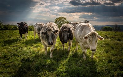 las vacas, por la noche, campo, puesta del sol, de la granja, Suiza, vaca blanca