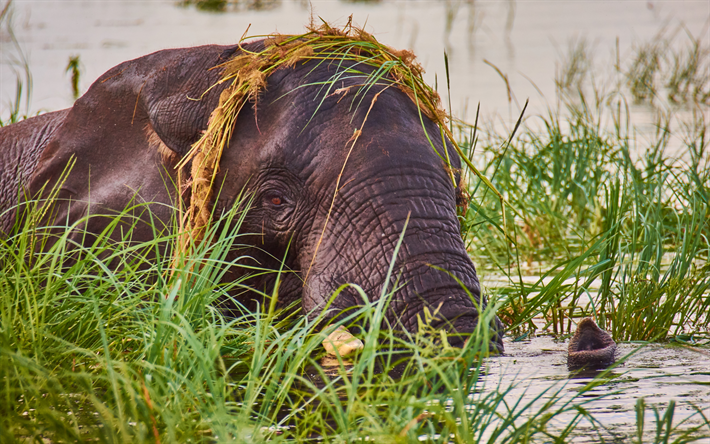 Os elefantes africanos, rio, engra&#231;ado elefante, savana, a vida selvagem, elefantes, &#193;frica, Loxodonta africana