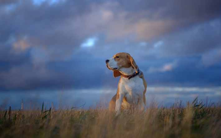 Beagle Hund, brun-vit valp, liten hund, sunset, kv&#228;ll