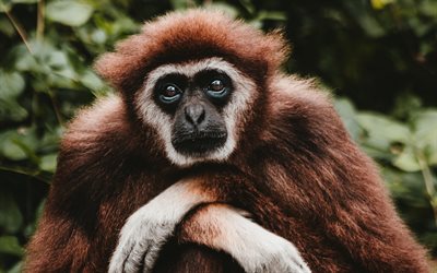 Gibbon, monkey, funny animals, wildlife, Hylobatidae