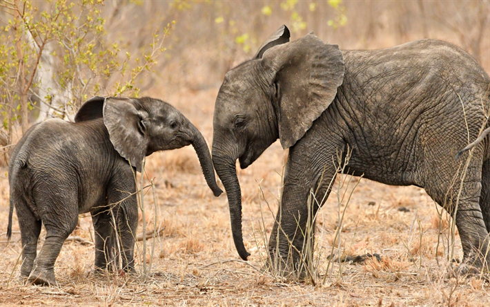 poco elefantes, animales lindos, de &#193;frica, de la fauna, de los elefantes