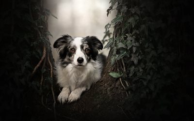 Border Collie, forest, pets, cute animals, tree, black border collie, dogs, bokeh, Border Collie Dog