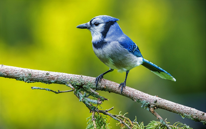 Le Geai bleu, branche, faune, bokeh, petit oiseau, Cyanocitta cristata