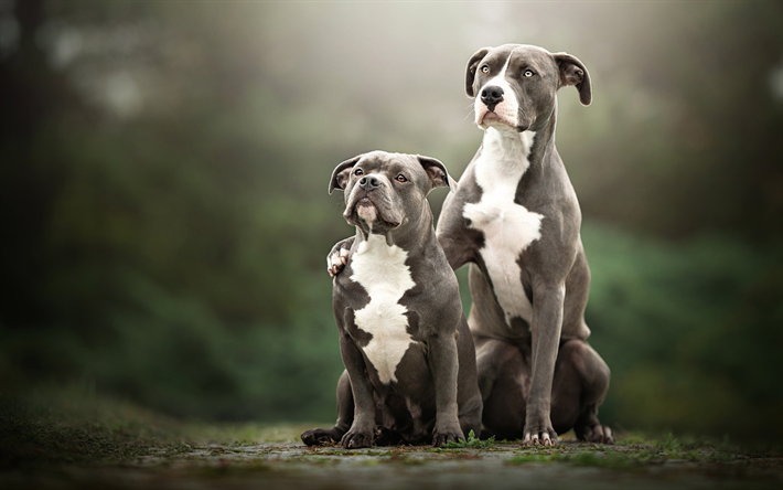 American Pit Bull Terrier, familia, animales lindos, bokeh, mascotas, perros, American Pit Bull Terrier Perros