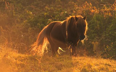 brun cheval, coucher de soleil, les champs, le soir, des chevaux, des animaux magnifiques