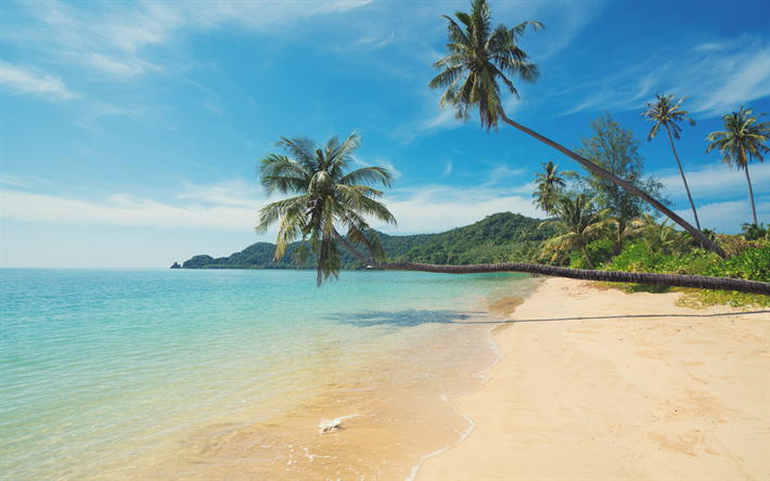 isola tropicale, estate, spiaggia, palme sull&#39;acqua, paesaggio marino, viaggiare, paradiso