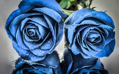 Blue roses, buds of blue roses, two roses, blue flowers, roses