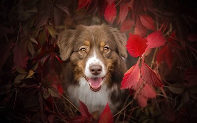 autumn, dogs, aussie, Australian Shepherd