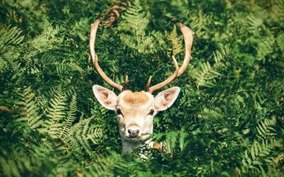 Deer, forest, forest inhabitants, deer horns, forest animals, ferns