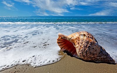 Sea, seashells, 4k, beach, waves, coast, summer