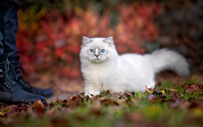 Ragdoll, фгегьт, olhos azuis, gatinhos, gatos