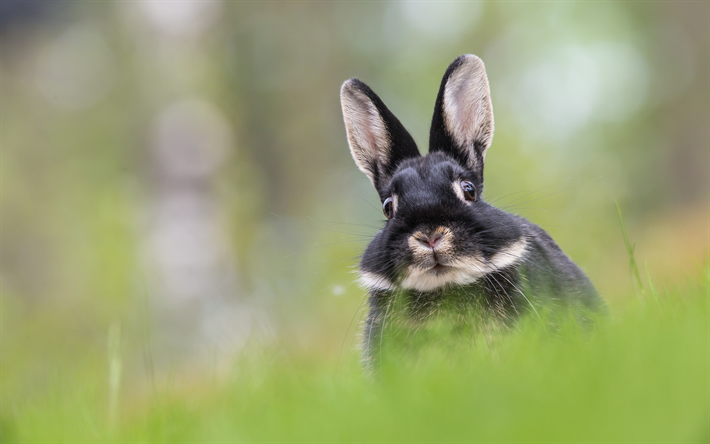 hare, muzzle, blur, close-up, funny animals, wildlife, rabbit