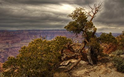 nature, canyon, hdr, tree, landscape
