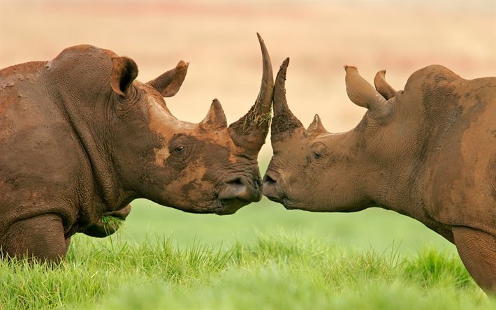 rinocerontes, &#193;frica, fauna, animales salvajes, el Rinoceronte
