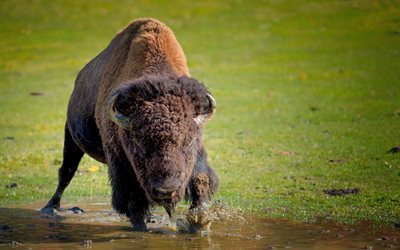 Buffalo, Afrikka, rogue, river, wildlife, luonnonvaraisten el&#228;inten
