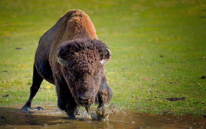 Buffalo, Afrika, oseri&#246;sa, river, vilda djur