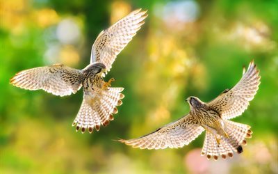 predator, falcon, falco, common kestrel, bird