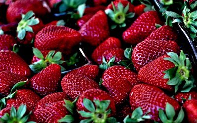 strawberry, berries, fruit, macro, strawberries