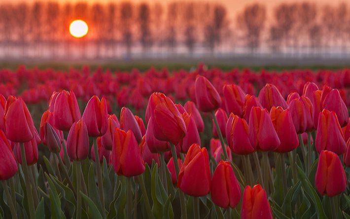 bright sun, sunset, tulips, field