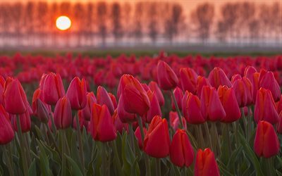 field, tulips, blur, sunset, trees