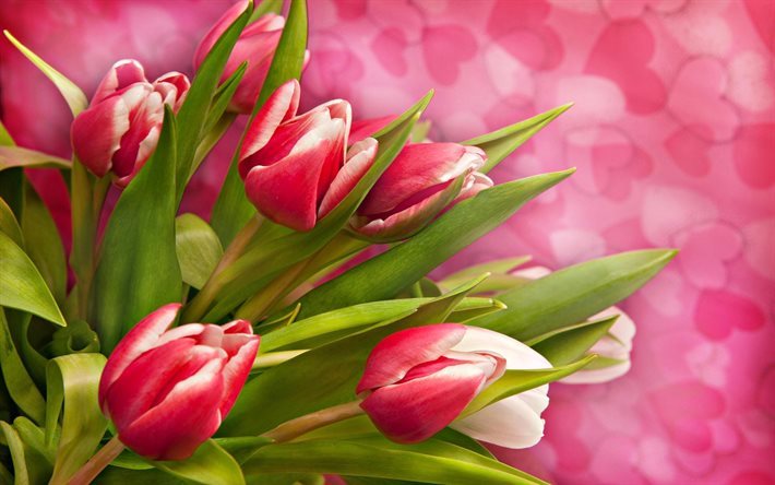 coeur rose, un bouquet de tulipes, les tulipes