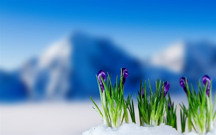 montanhas, pequenas flores, primavera, a&#231;afr&#227;o, blur