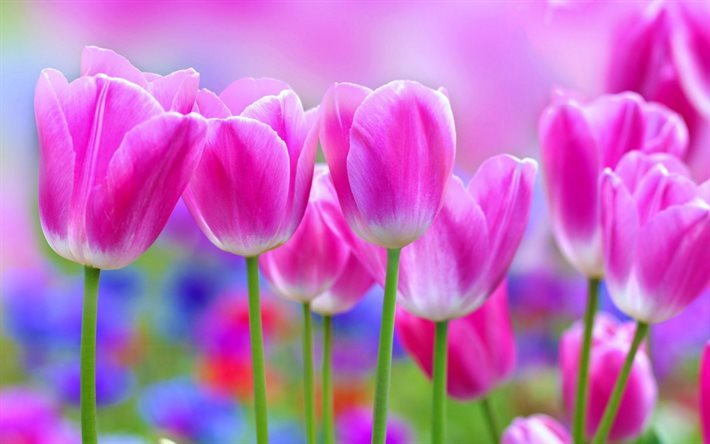 pink tulips, flowers, blur, buds