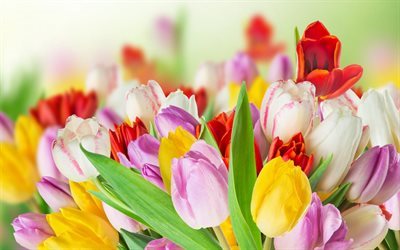 flores coloridas, primavera, tulipas, buqu&#234;