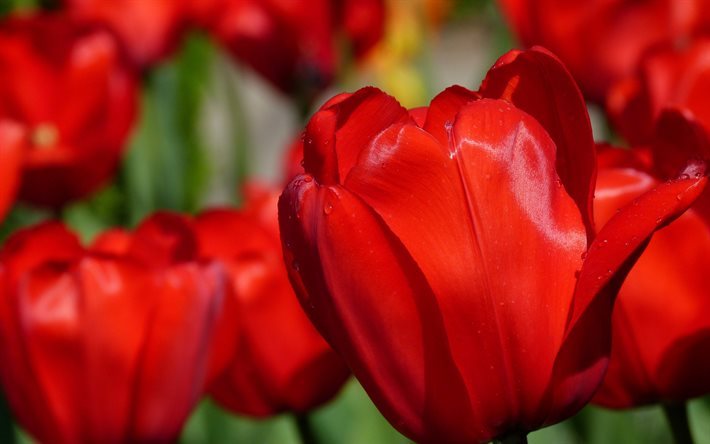 la primavera, desenfoque, cogollos, tulipanes rojos, los tulipanes