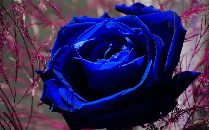 las rosas, rosa azul, bud, macro