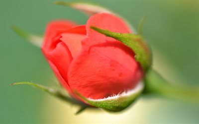 petals, roses, red rose, bud, blur