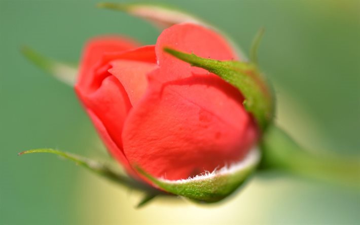 ter&#228;lehdet, ruusut, punainen ruusu, bud, blur