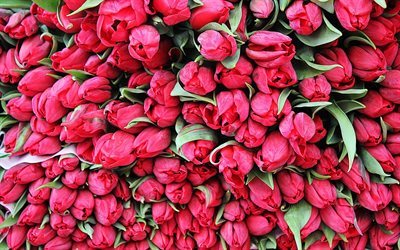 cogollos, los tulipanes, flores, tulipanes de color rosa
