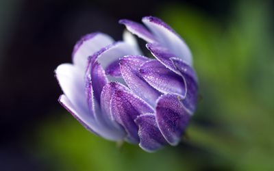 fiore viola, bud, osteospermum, sfocatura