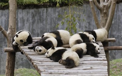 睡眠, 動物園, パンダ, パック