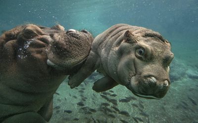 under water, baby, hippos, mom