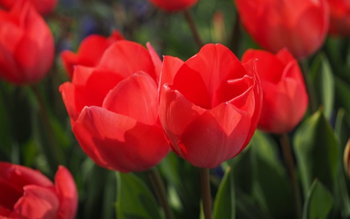 macro, red tulips, buds