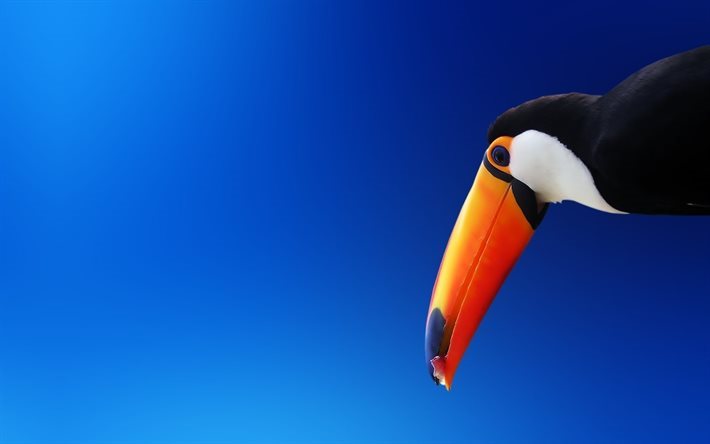 fond bleu, le toucan, oiseau, gros bec, toucan