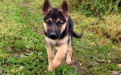 l&#39;herbe, chiot, berger allemand, les chiens