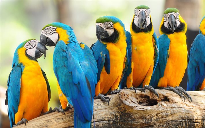 log, ara, parrots, birds