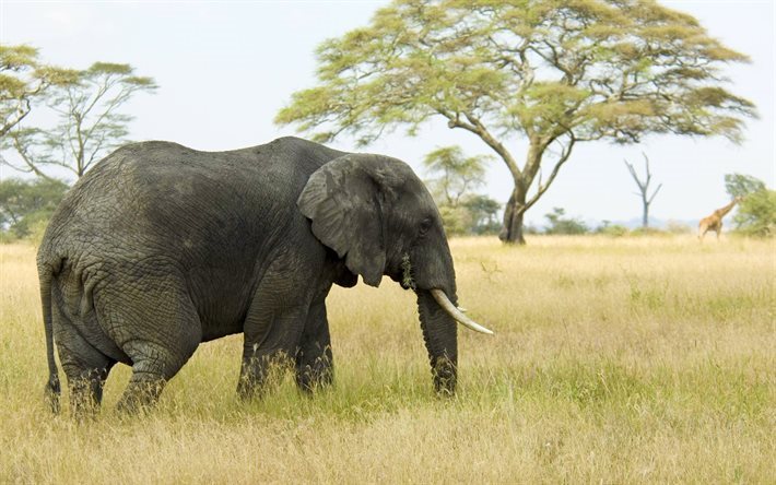 savannah, elefante, africa