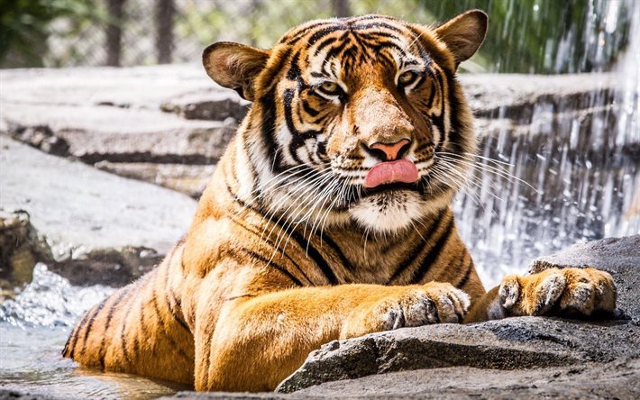 zoo, tiger, stones, predators